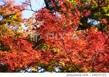 Iohamomijiji秋葉 19075723