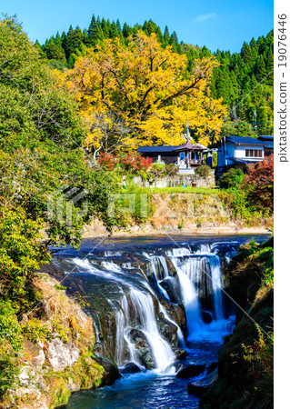Autumn leaves of Shimosaki's great ginkgo bamboo fall falls fall Autumn leaves of Shimosaki's great ginkgo bamboo fall falls fall 19076446