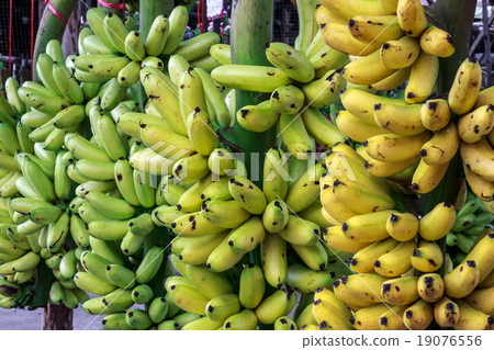 banana in market. banana in market. 19076556