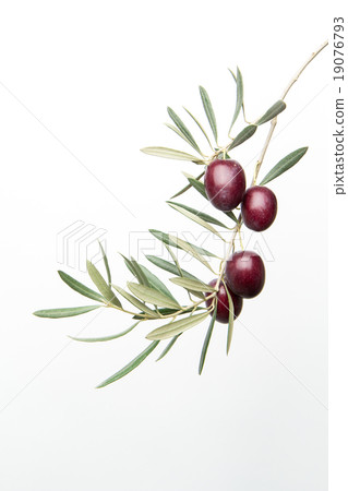 橄欖枝和水果:橄欖與早午餐和葉子 橄欖枝和水果:橄欖與早午餐和葉子 19076793