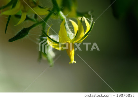 Tomato flowers Tomato flowers 19076855