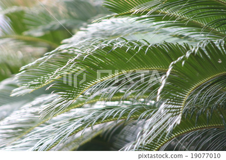 Cycads 19077010