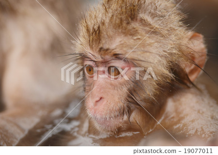 Monkey Festival year-round hot spring New Year's material zodiac sign 2016 19077011