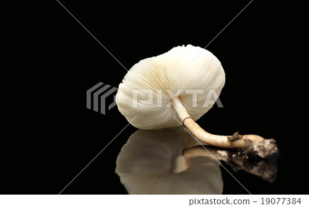 Raw mushrooms isolated on black background 19077384