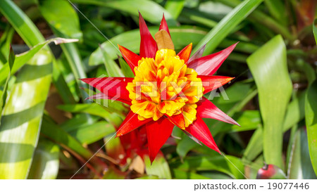 red and yellow of a bromeliad in a garden. red and yellow of a bromeliad in a garden. 19077446