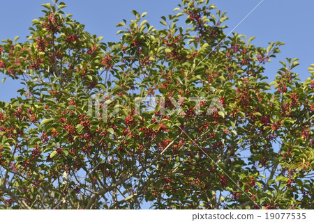 Kuroganomechi no Ki 19077535