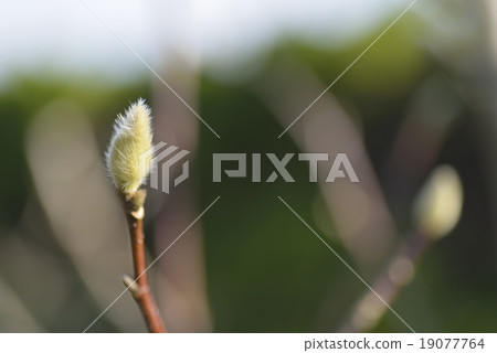 玉蘭芽 玉蘭芽 19077764