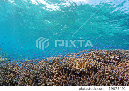 Coral and Debas damselfish 19078491