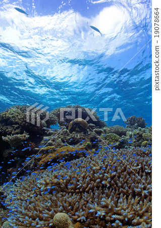 Coral and tropical fish 19078664