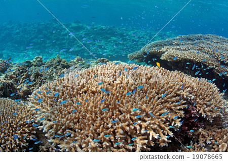 Coral and tropical fish 19078665