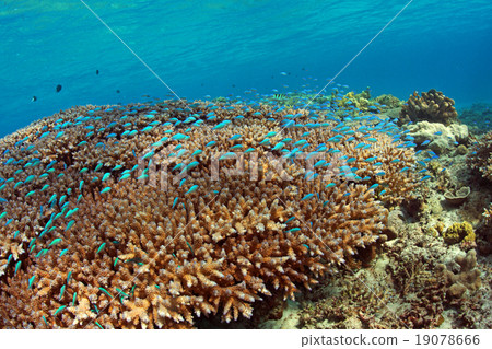Coral and tropical fish 19078666