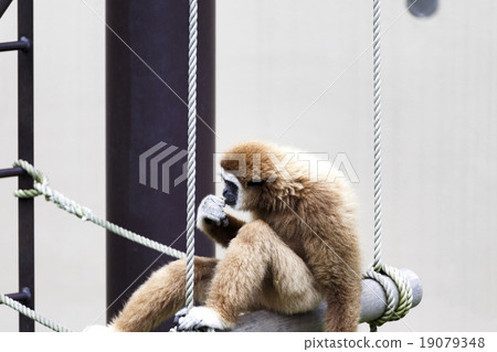 Animals Cilanthropus gibbons 19079348