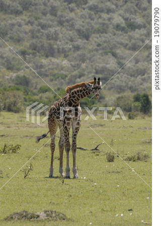 Masai giraffe Masai giraffe 19079790