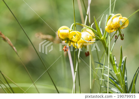 Pyrenean Lily 19079955