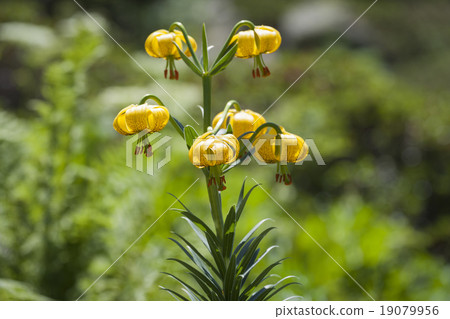 Pyrenean Lily Pyrenean Lily 19079956