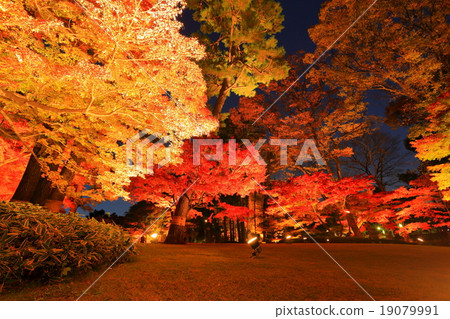 Otakuro Park's autumn leaves light up 19079991