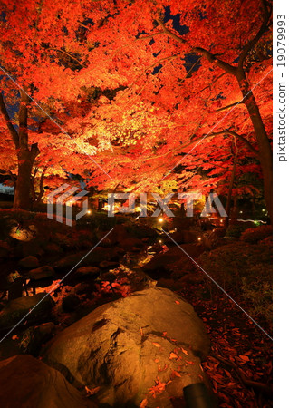 大瀧郎公園的秋葉照亮了 19079993