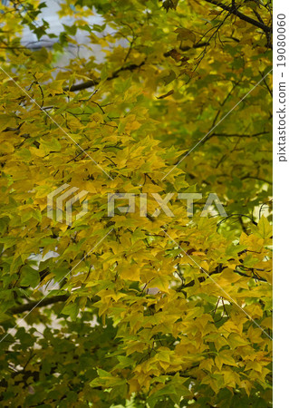 Yellow leaves 19080060