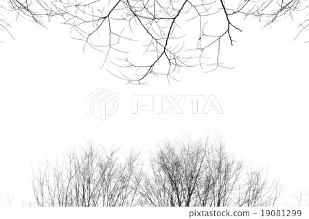 Leafless tree branch, black and white tone. 19081299