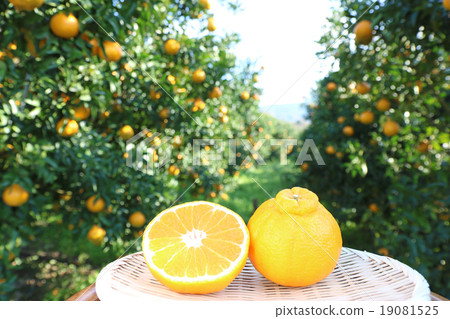 Deco Pon場後半切小 19081525