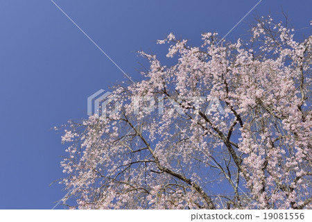 Dead brown cherry tree Dead brown cherry tree 19081556