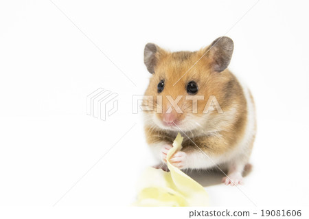 Golden hamster eating cabbage 19081606