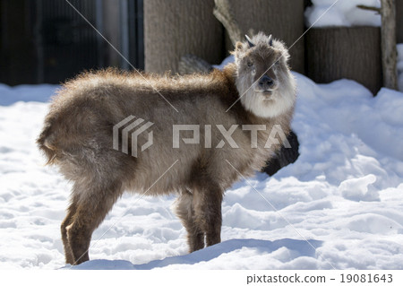 Japanese antelope with snow 19081643