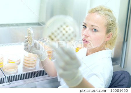 Scientist observing petri dish. Scientist observing petri dish. 19081660