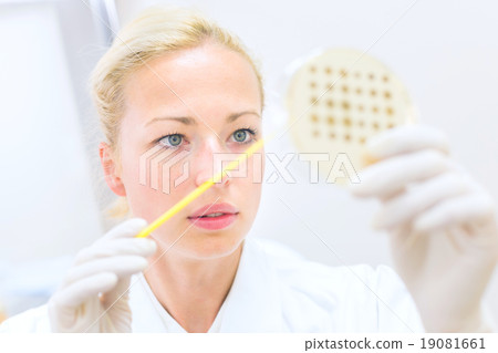 Scientist observing petri dish. Scientist observing petri dish. 19081661