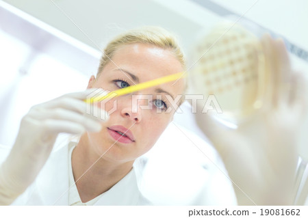 Scientist observing petri dish. Scientist observing petri dish. 19081662