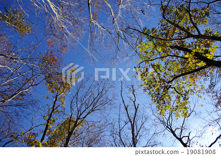 Late autumn of Magpu mountain road road 19081908