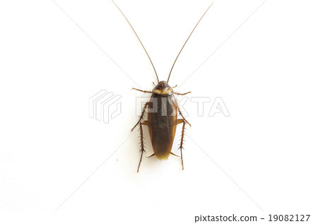 Cockroach isolated on white background Cockroach isolated on white background 19082127