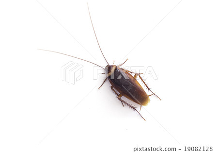 Cockroach isolated on white background Cockroach isolated on white background 19082128