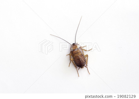 Cockroach isolated on white background 19082129