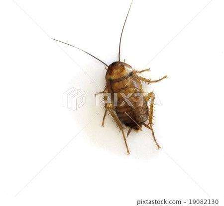 Cockroach isolated on white background 19082130