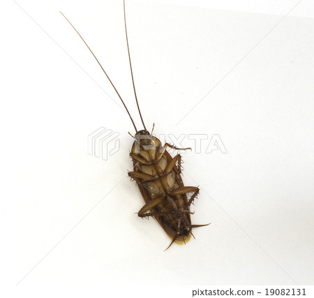Cockroach isolated on white background Cockroach isolated on white background 19082131