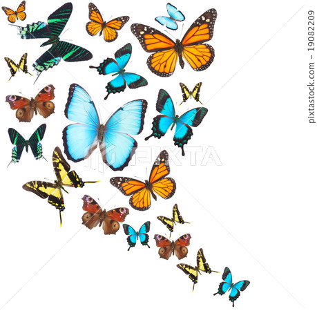 Tropical butterflies set Tropical butterflies set 19082209
