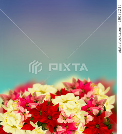 frame of pink poinsettia flower or christmas star frame of pink poinsettia flower or christmas star 19082213