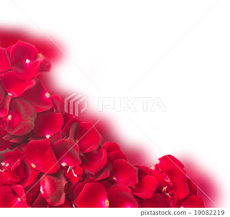 frame of dark red rose petals frame of dark red rose petals 19082219