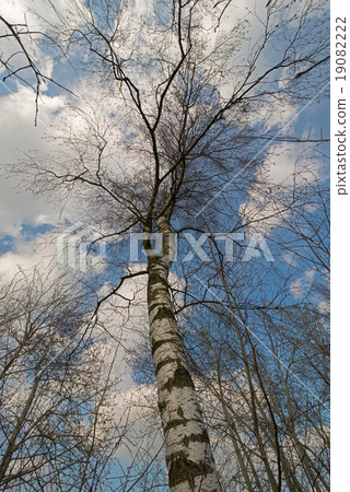 Birch tree with blue sky and clouds. 19082222