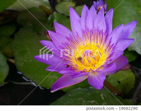 Purple lotus blooms with bees Purple lotus blooms with bees 19082290