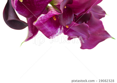 Calla lilly flowers Calla lilly flowers 19082328