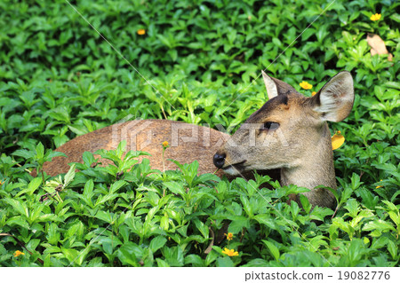deer doe eating grass 19082776
