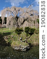 Benten-sama cherry tree (Suzaka city, Nagano prefecture) 19082838
