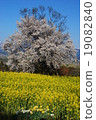 Cherry blossoms and rape blossoms at Nanohana Park in Haru Iiyama City 19082840