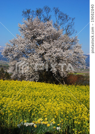 Cherry blossoms and rape blossoms at Nanohana Park in Haru Iiyama City 19082840