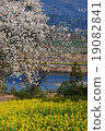 Cherry blossoms viewing the Chikuma river (Nagano prefecture Iiyama city Nanohana Park) 19082841
