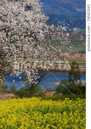 Cherry blossoms viewing the Chikuma river (Nagano prefecture Iiyama city Nanohana Park) 19082841