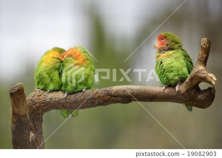 Three lovebirds on a branch Three lovebirds on a branch 19082903