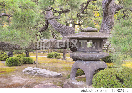 日本庭院Yukimi燈籠和杉木 日本庭院Yukimi燈籠和杉木 19082922